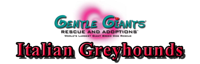 Italian Greyhounds at Gentle Giants Rescue and Adoptions